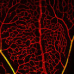 Profile photo of Jennifer Fang